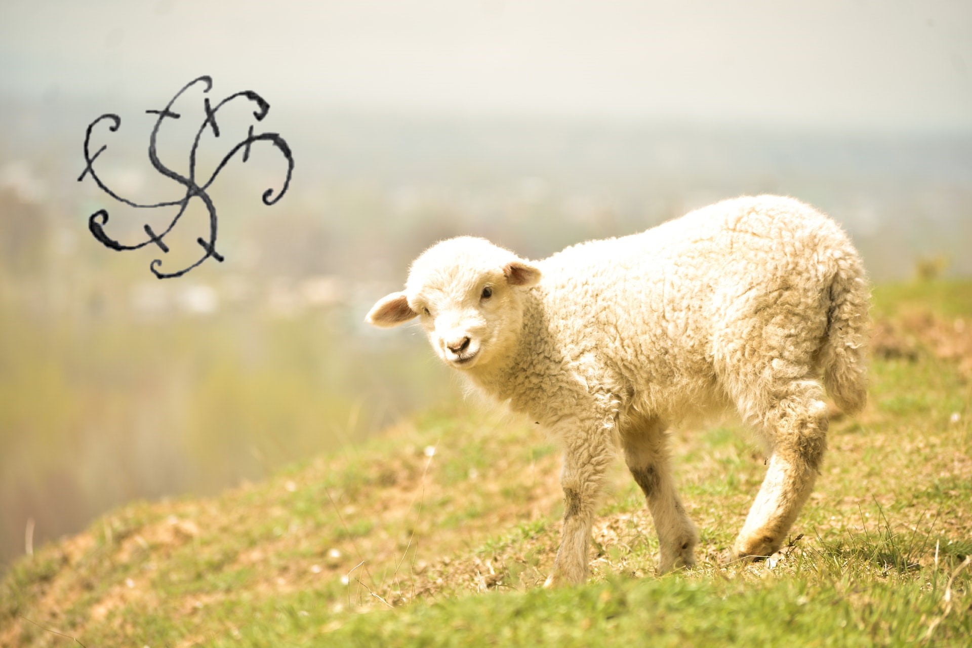 Per garantire la sopravvivenza di un gregge di pecore